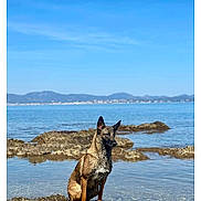 Taïga participe au concours pour gagner de l'argent avec cette photo : dog, wet_dog, rock, sea, water, mountains, sky, outdoor, nature, animal, canine, blue_sky, coast, shore, landscape, sitting, profile, summer, daytime, wildlife