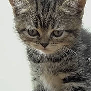 Mimi a rejoint le concours — aidez-le/la à gagner de superbes lots ! kitten, cat, tabby, feline, fur, whiskers, ears, cute, pet, animal, young, closeup, portrait, indoor, small, adorable, mammal, looking_down, soft, striped