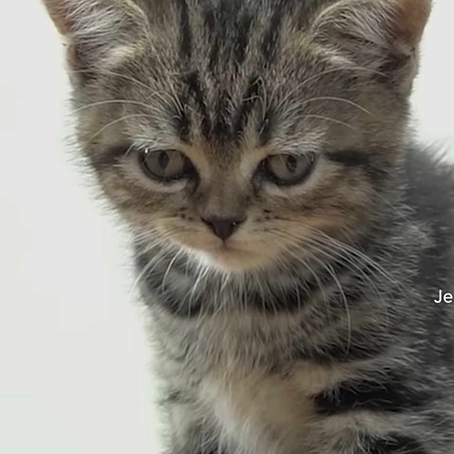 Mimi a rejoint le concours — aidez-le/la à gagner de superbes lots ! adorable, animal, cat, closeup, cute, ears, feline, fur, indoor, kitten, looking_down, mammal, pet, portrait, small, soft, striped, tabby, whiskers, young