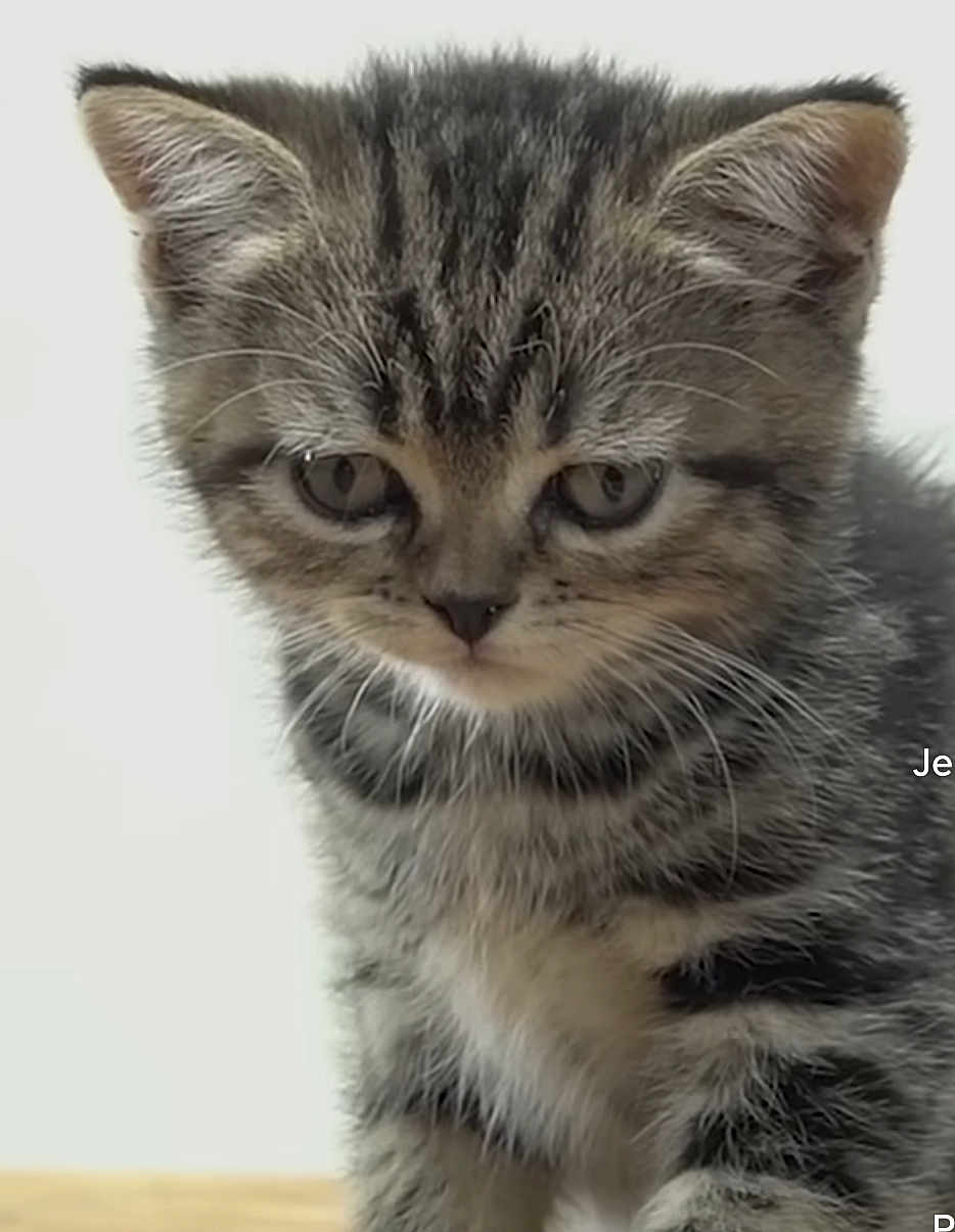 Mimi