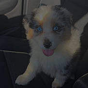 Athena a rejoint le concours — aidez-le/la à gagner de superbes lots ! dog, puppy, blue_eyes, tongue_out, merle_coat, fluffy, pet, car_interior, car_seat, portrait, close_up, sitting, cute, canine, vehicle, seat, sunlight, shadow, companion, adorable