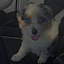 dog, puppy, blue_eyes, tongue_out, merle_coat, fluffy, pet, car_interior, car_seat, portrait, close_up, sitting, cute, canine, vehicle, seat, sunlight, shadow, companion, adorable