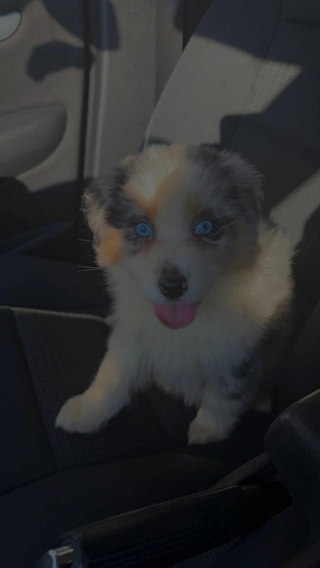 Athena a rejoint le concours — aidez-le/la à gagner de superbes lots ! dog, puppy, blue_eyes, tongue_out, merle_coat, fluffy, pet, car_interior, car_seat, portrait, close_up, sitting, cute, canine, vehicle, seat, sunlight, shadow, companion, adorable
