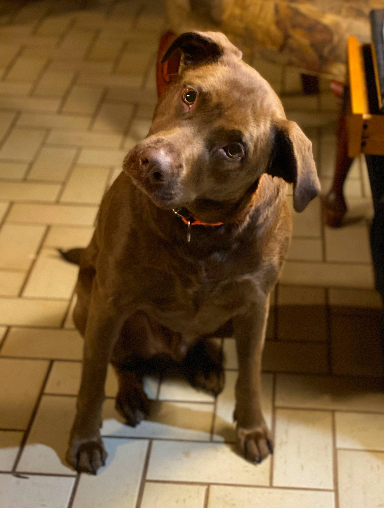 Ruger joined the competition — help win amazing prizes! canidae, carnivore, collar, companion_dog, dog, dog_breed, dog_collar, fawn, firefighter, flooring, fur, guard_dog, gun_dog, liver, pet_supply, retriever, snout, sporting_group, whiskers, working_animal