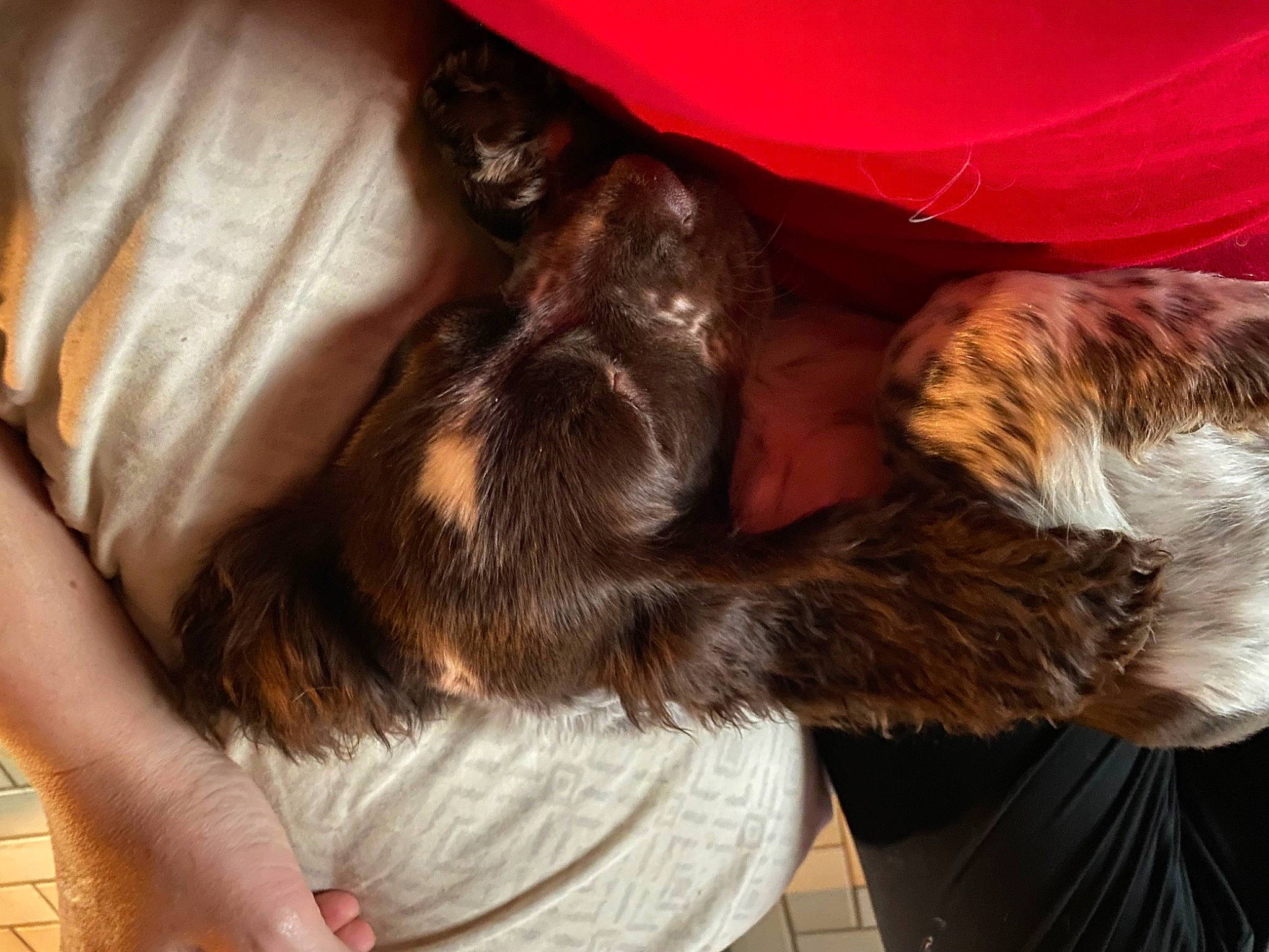 Ponderosa Valley Williams is registered to the contest to win money with this photo: canidae, carnivore, claw, comfort, companion_dog, dog, dog_breed, ear, felidae, fur, gesture, liver, nap, paw, small_to_medium_sized_cats, snout, spaniel, sporting_group, tail, whiskers