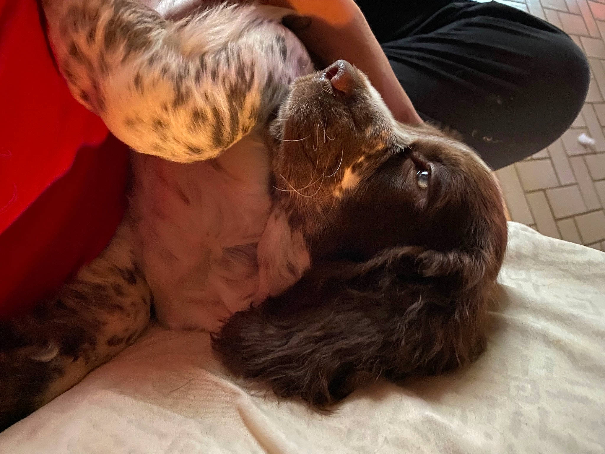 Ponderosa Valley Williams is registered to the contest to win money with this photo: canidae, carnivore, claw, comfort, companion_dog, dog, dog_breed, dog_collar, ear, fawn, felidae, fur, gesture, liver, paw, snout, spaniel, sporting_group, whiskers, working_animal