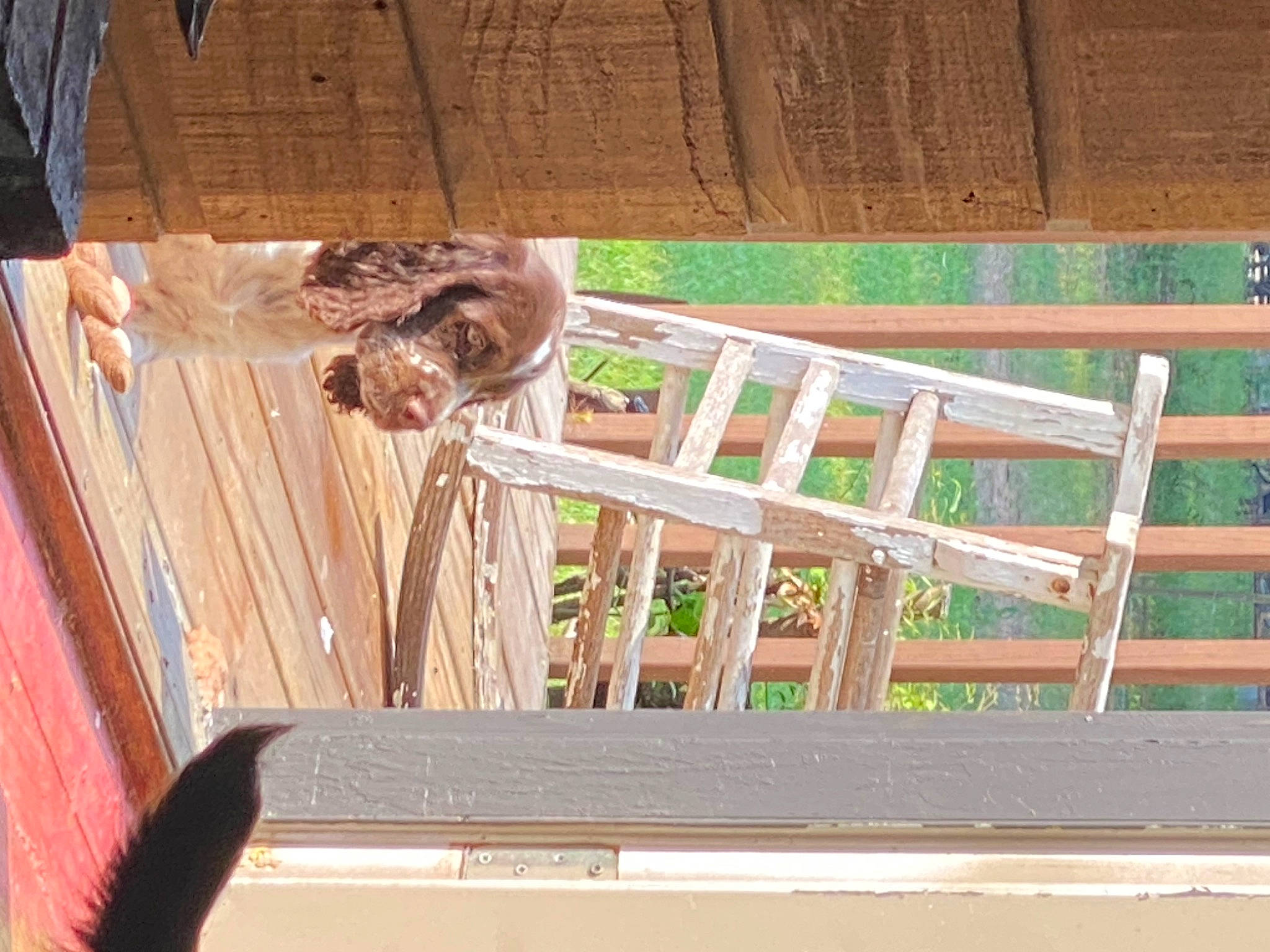 Ponderosa Valley Williams joined the competition — help win amazing prizes! baluster, beam, fawn, felidae, grass, handrail, hardwood, lumber, metal, natural_material, outdoor_furniture, pattern, plank, plywood, rectangle, roof, room, terrestrial_animal, wood, wood_stain