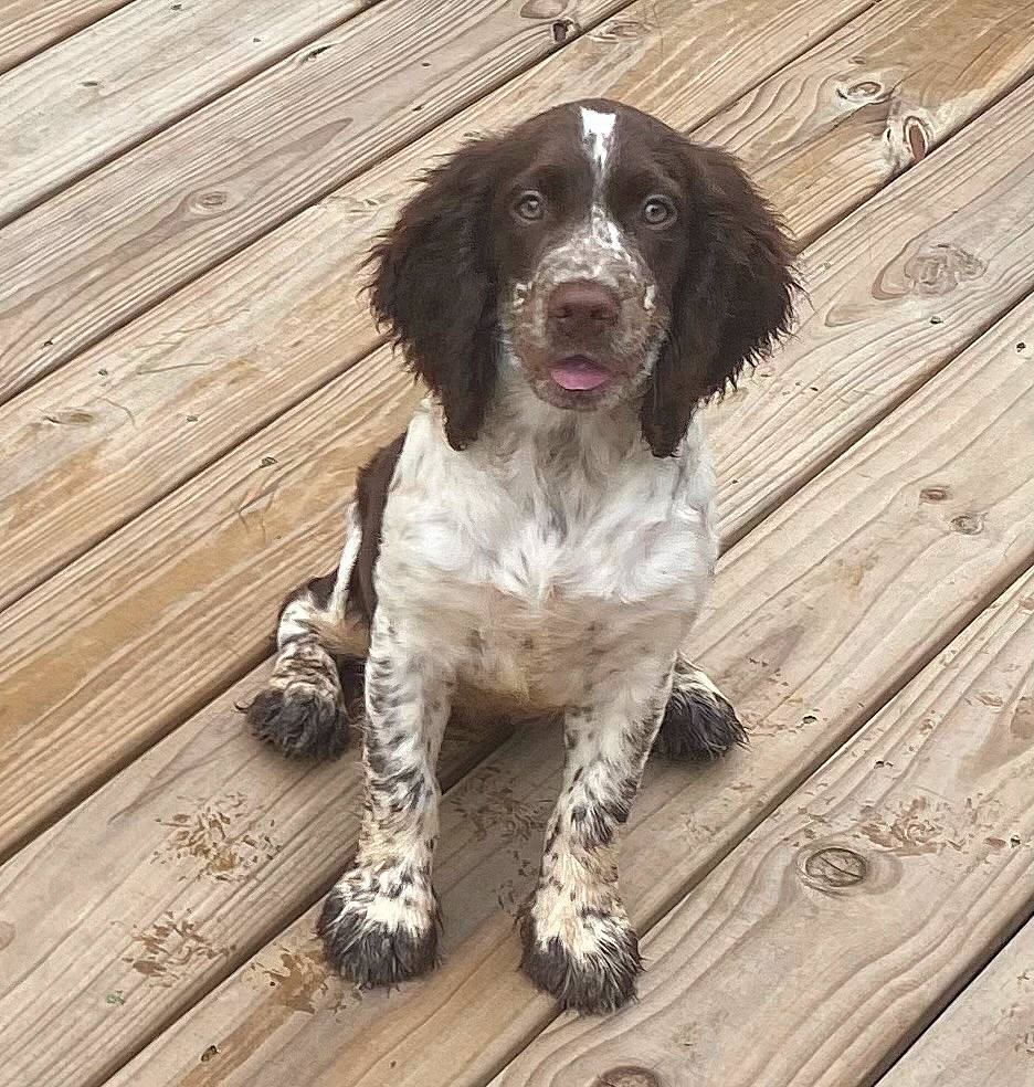 Ponderosa Valley Williams