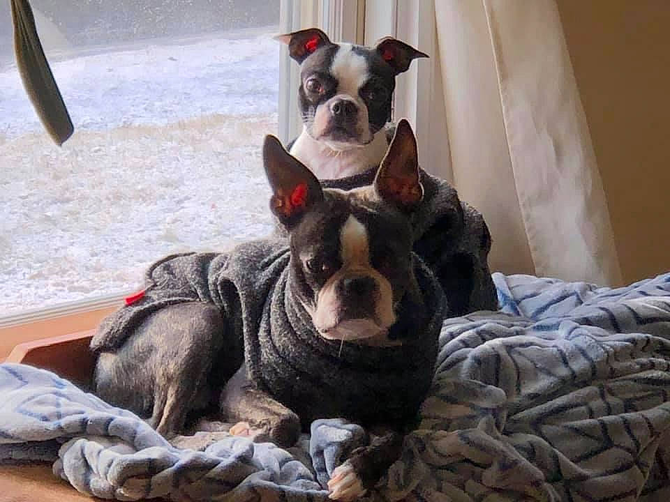 Piper is registered to the contest to win money with this photo: bulldog, canidae, carmine, carnivore, collar, comfort, companion_dog, dog, dog_breed, dog_supply, ear, fawn, felidae, fur, linens, snout, sporting_group, toy_dog, whiskers, working_animal