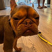 Truffle joined the competition — help win amazing prizes! animal, blurred_background, brown_dog, canine, close_up, companion, dog, domestic_animal, ears, expression, face, flooring, french_bulldog, household, indoor, leash, person_legs, pet, standing, wooden_floor