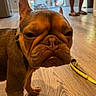 animal, blurred_background, brown_dog, canine, close_up, companion, dog, domestic_animal, ears, expression, face, flooring, french_bulldog, household, indoor, leash, person_legs, pet, standing, wooden_floor