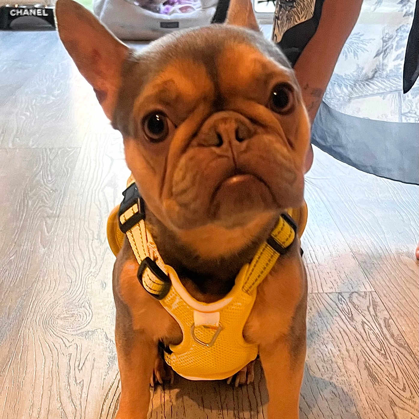 Truffle