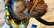Truffle joined the competition — help win amazing prizes! animal, brown_fur, canine, close_up, companion, cute, digital_scale, dog, domestic, flooring, human_legs, indoor, leash, pet, puppy, small_dog, standing, tongue_out, wooden_floor, yellow_harness