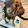 animal, brown_fur, canine, close_up, companion, cute, digital_scale, dog, domestic, flooring, human_legs, indoor, leash, pet, puppy, small_dog, standing, tongue_out, wooden_floor, yellow_harness