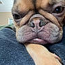 Truffle is registered to the contest to win money with this photo: animal, black, blanket, brown, close_up, cozy, cute, dog, expression, face, fur, indoors, paw, pet, portrait, resting, sleepy, tan, texture, wrinkles