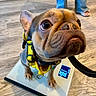 Truffle is registered to the contest to win money with this photo: animal, blue_jeans, close_up, cute, digital_scale, dog, floor, french_bulldog, house, indoor, leash, looking_up, paw, person, pet, sandals, small_dog, wide_eyes, wooden_floor, yellow_harness