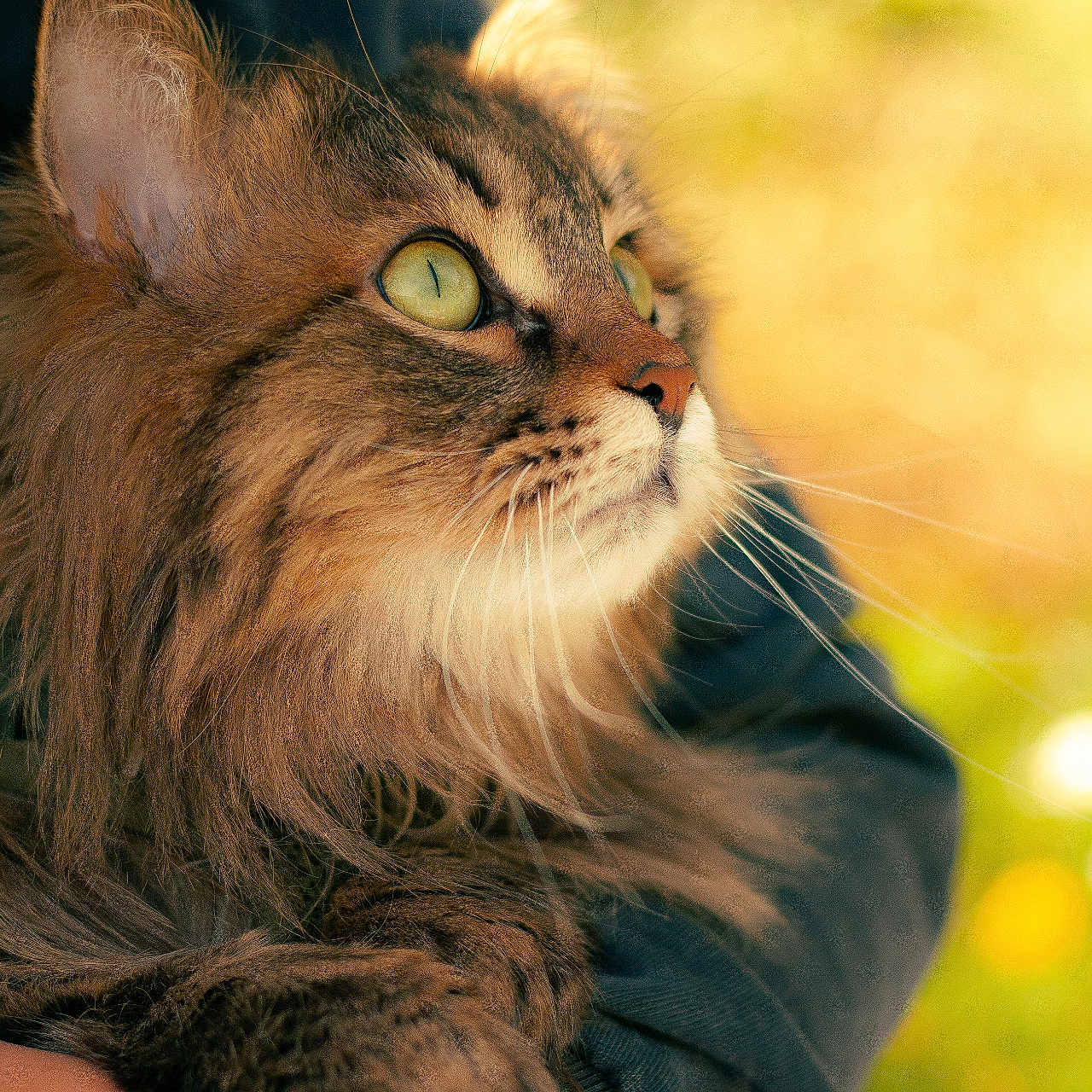Twister participe au concours pour gagner de l'argent avec cette photo : animal, cat, close_up, companionship, cute, domestic_cat, feline, fur, green_eyes, human_arm, long_hair, nature, outdoor, paw, pet, portrait, relaxing, soft_light, sunlight, whiskers