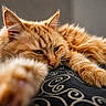 Weedy participe au concours pour gagner de l'argent avec cette photo : animal, cat, close_up, cute, domestic_cat, feline, fluffy, fur, indoor, lazy, orange_cat, patterned_fabric, paw, pet, relaxed, resting, sleepy, soft, stretching, whiskers