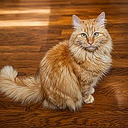 Weedy a rejoint le concours — aidez-le/la à gagner de superbes lots ! animal, calm, cat, cute, domestic_animal, ears, feline, fluffy, fur, house_pet, indoor, looking_at_camera, orange_cat, pet, portrait, sitting, tabby, tail, whiskers, wooden_floor