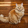 animal, calm, cat, cute, domestic_animal, ears, feline, fluffy, fur, house_pet, indoor, looking_at_camera, orange_cat, pet, portrait, sitting, tabby, tail, whiskers, wooden_floor