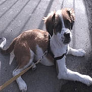 Bandit joined the competition — help win amazing prizes! animal, brown_and_white, canine, cute, daylight, dog, domestic_animal, fence_shadow, harness, leash, lying_down, outdoor, pavement, pet, puppy, resting, shadow, sidewalk, sunlight, young