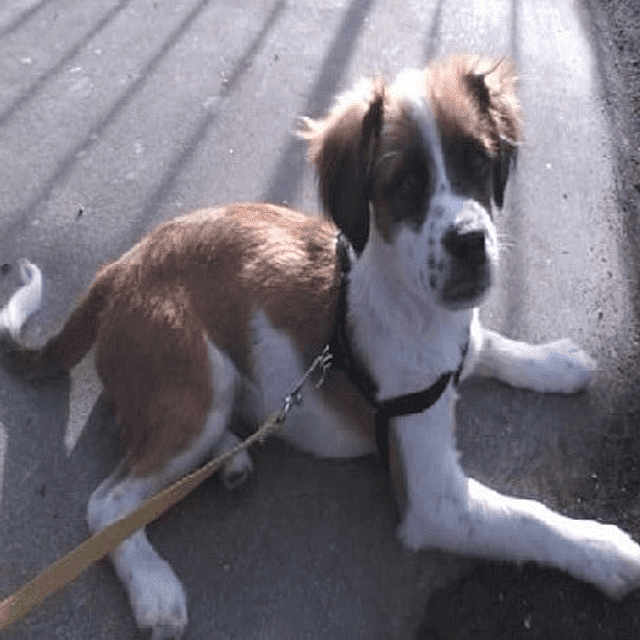Bandit