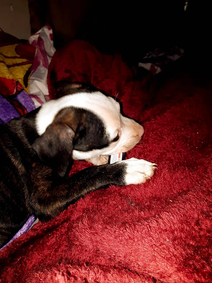 Madison is registered to the contest to win money with this photo: brown, carmine, carnivore, cloud, comfort, companion_dog, dog, dog_breed, flooring, fur, linens, nap, paw, puppy_love, sky, snout, sporting_group, tail, toy_dog, wood