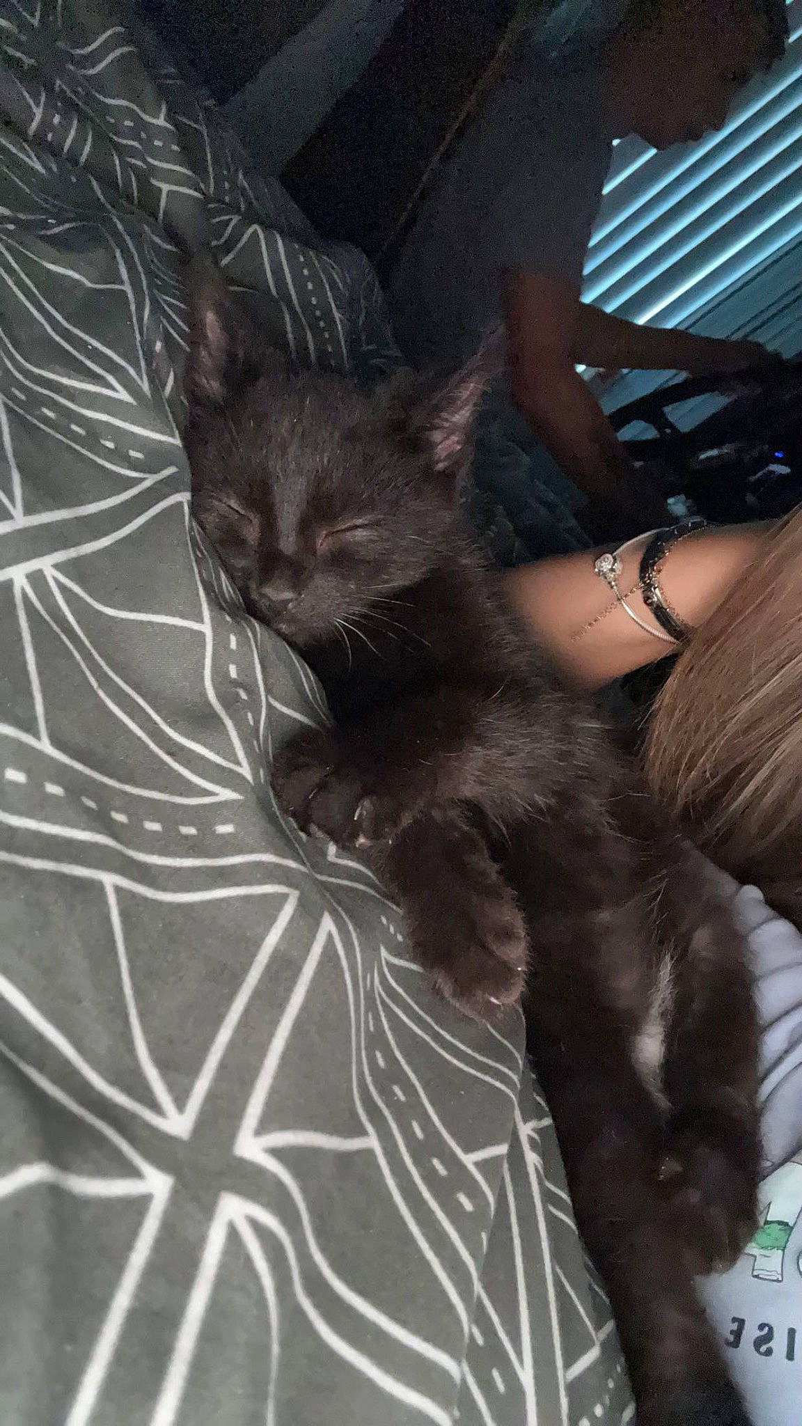 Jeremiah is registered to the contest to win money with this photo: black_cat, carnivore, cat, claw, comfort, darkness, domestic_short_haired_cat, felidae, fur, gesture, grey, human_leg, lap, paw, sitting, small_to_medium_sized_cats, snout, tail, thigh, whiskers