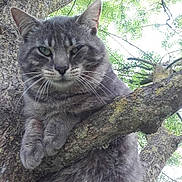 Mimi participe au concours pour gagner de l'argent avec cette photo : cat, tabby_cat, gray_cat, tree, branch, outdoor, nature, animal, pet, feline, whiskers, fur, leaf, greenery, wildlife, close_up, resting, calm, curious, daylight