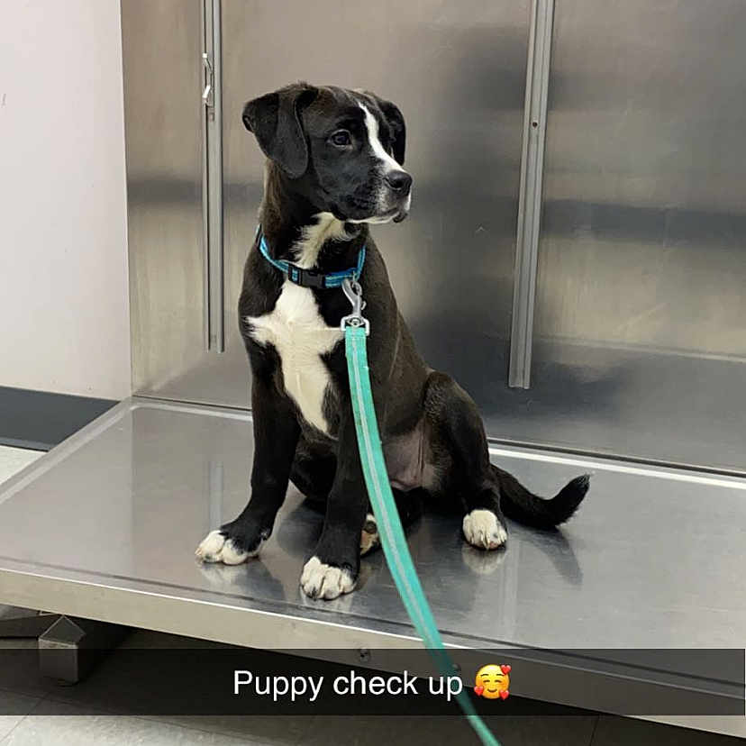 Koda is registered to the contest to win money with this photo: borador, canidae, carnivore, collar, companion_dog, dog, dog_breed, dog_collar, dog_supply, fixture, floor, flooring, leash, paw, pet_supply, snout, sporting_group, tail, working_animal, working_dog
