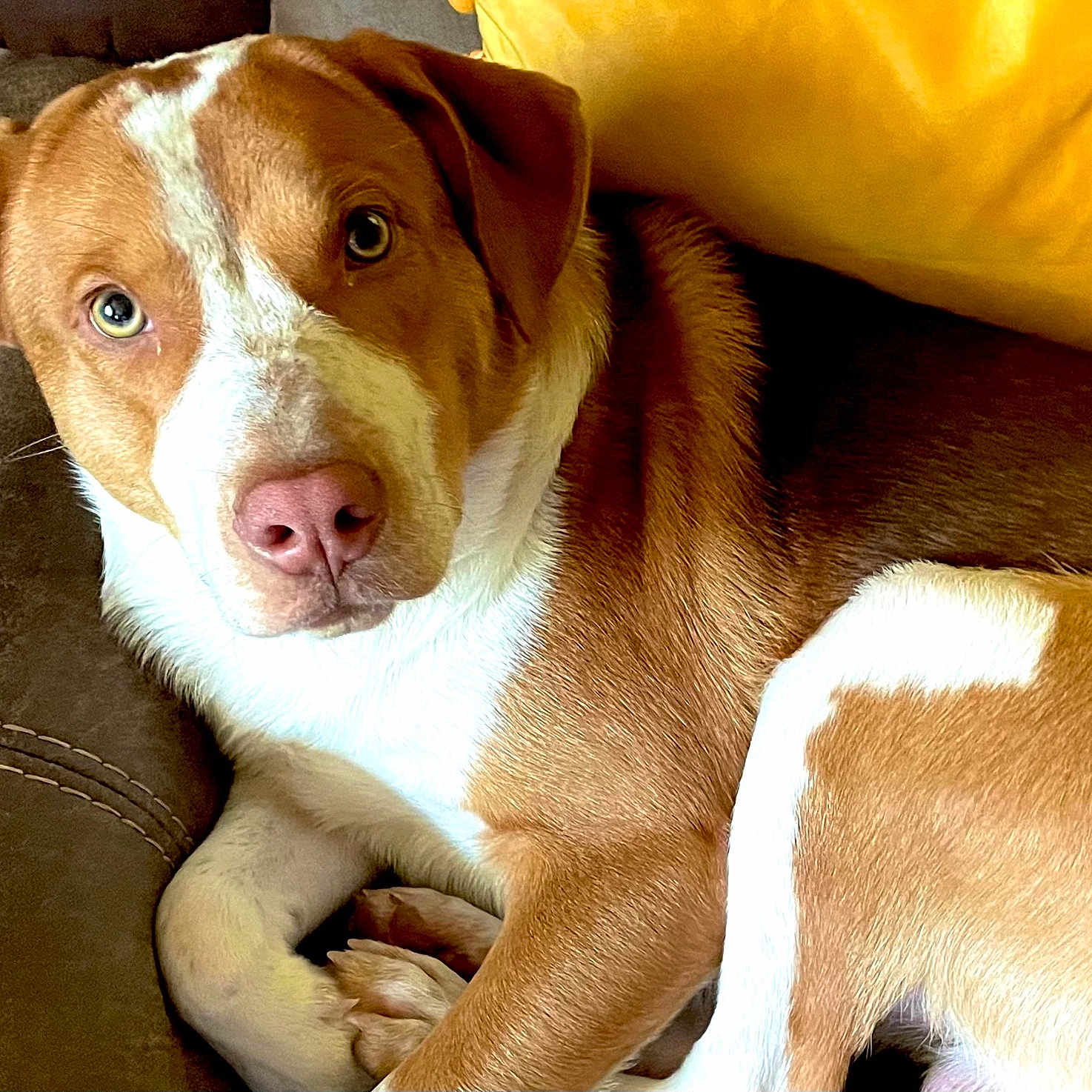 Buddy is registered to the contest to win money with this photo: animal, brown, canine, closeup, companion, couch, cute, dog, ears, fur, home, indoor, nose, paw, pet, portrait, relaxed, resting, white, yellow_pillow