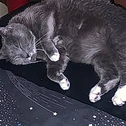 Mayimbe joined the competition — help win amazing prizes! cat, gray_cat, sleeping, paw, fur, whiskers, cushion, star_pattern, indoor, resting, pet, domestic_cat, cozy, feline, closeup, cute, animal, quiet, relaxed, soft