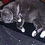cat, gray_cat, sleeping, paw, fur, whiskers, cushion, star_pattern, indoor, resting, pet, domestic_cat, cozy, feline, closeup, cute, animal, quiet, relaxed, soft