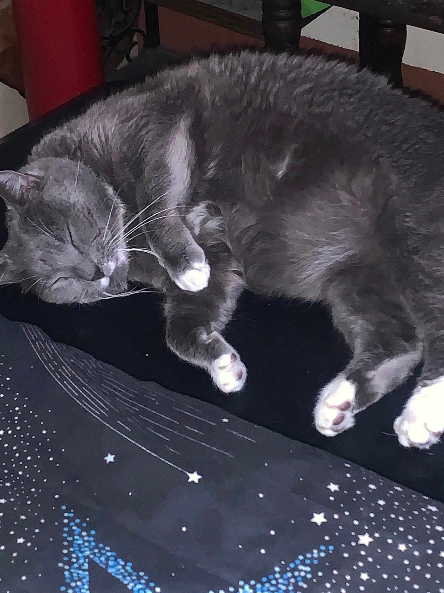 Mayimbe joined the competition — help win amazing prizes! cat, gray_cat, sleeping, paw, fur, whiskers, cushion, star_pattern, indoor, resting, pet, domestic_cat, cozy, feline, closeup, cute, animal, quiet, relaxed, soft