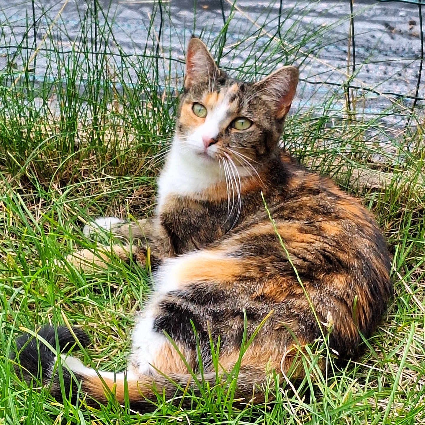 Rebelle a rejoint le concours — aidez-le/la à gagner de superbes lots ! animal, cat, field, grass, grassland, green, herbal, herbs, kitten, lake, manx, nature, outdoors, pet, plant, rock, vegetation, water, waterfront, yard