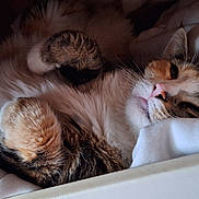 Rebelle a rejoint le concours — aidez-le/la à gagner de superbes lots ! cat, feline, pet, animal, sleeping, cozy, drawer, fur, whiskers, relaxed, paws, indoor, soft, resting, cute, tabby, white_fabric, closeup, comfort, nap