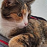 Rebelle participe au concours pour gagner de l'argent avec cette photo : cat, tabby, pet, feline, whiskers, fur, animal, domestic, cute, resting, side_view, close_up, indoor, cushion, gray, red, relaxed, looking_away, soft_light, portrait