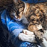 Rebelle participe au concours pour gagner de l'argent avec cette photo : cat, sleeping, cozy, blanket, blue, fur, paws, curled_up, indoor, resting, cute, pet, animal, feline, soft, sunlight, relaxed, warm, close_up, peaceful