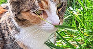 Rebelle a rejoint le concours — aidez-le/la à gagner de superbes lots ! cat, tabby, grass, outdoor, nature, pet, animal, fur, whiskers, greenery, daylight, curious, closeup, mammal, cute, small, garden, plant, ground, sunlight