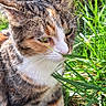 cat, tabby, grass, outdoor, nature, pet, animal, fur, whiskers, greenery, daylight, curious, closeup, mammal, cute, small, garden, plant, ground, sunlight