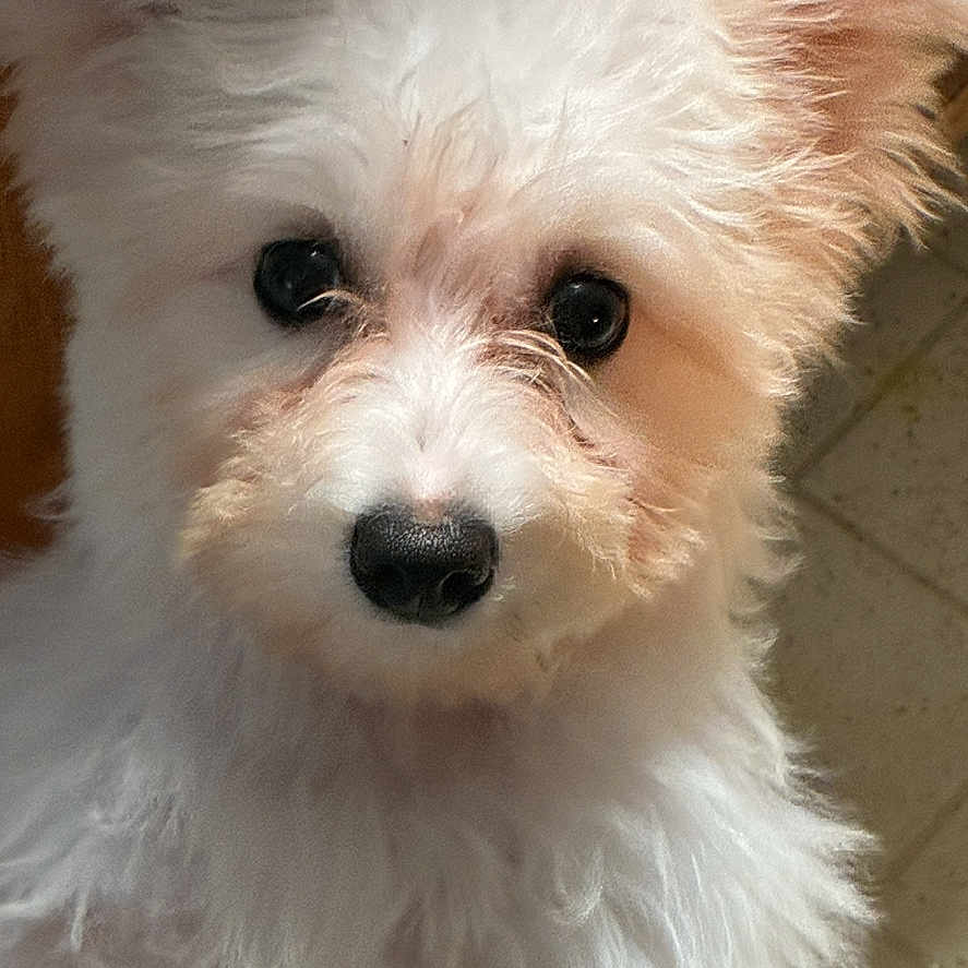 Rosee is registered to the contest to win money with this photo: adorable, animal, canine, closeup, companion, curious, cute, dog, ears, eyes, face, fluffy, fur, indoors, nose, pet, portrait, puppy, tiled_floor, white_fur