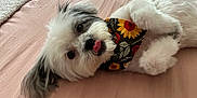 Maggie Mae joined the competition — help win amazing prizes! dog, pet, bandana, sunflower, lying_down, bed, pink_bedspread, fluffy, cute, playful, tongue_out, white_fur, gray_fur, animal, domestic_animal, indoors, closeup, adorable, resting, looking_at_camera
