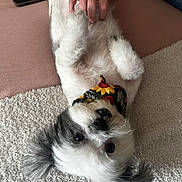 Maggie Mae joined the competition — help win amazing prizes! dog, pet, fluffy, white, black, bandana, sunflower, lying_down, belly_up, hand, human, carpet, texture, cute, indoor, relaxed, animal, fur, small_dog, paw