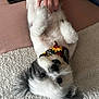 dog, pet, fluffy, white, black, bandana, sunflower, lying_down, belly_up, hand, human, carpet, texture, cute, indoor, relaxed, animal, fur, small_dog, paw