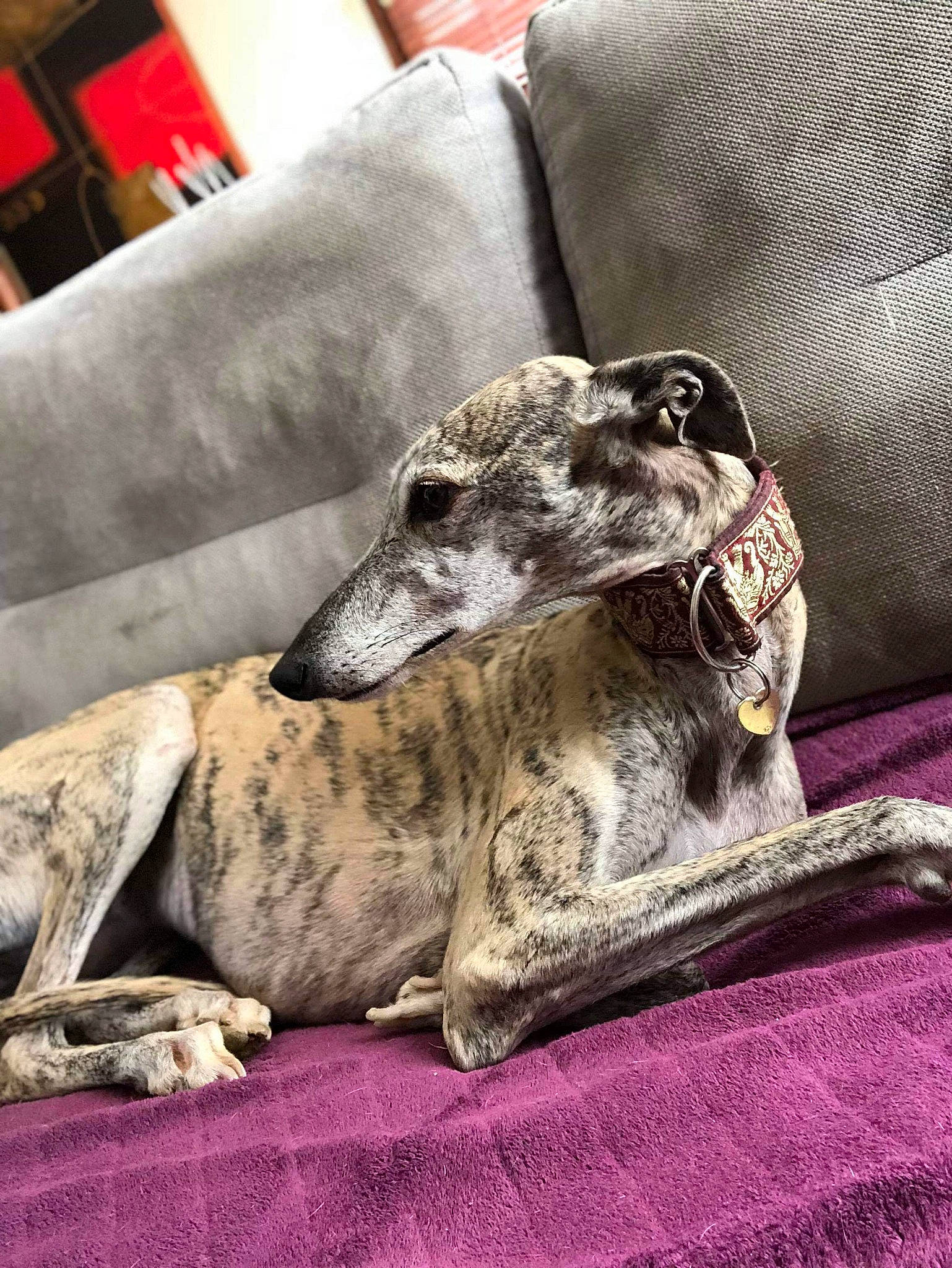 Cora a rejoint le concours — aidez-le/la à gagner de superbes lots ! azawakh, canidae, carnivore, companion_dog, dog, dog_breed, galgo_espanol, greyhound, hortaya_borzaya, italian_greyhound, lurcher, magyar_agar, mammal, mudhol_hound, polish_greyhound, sighthound, sloughi, snout, vertebrate, whippet