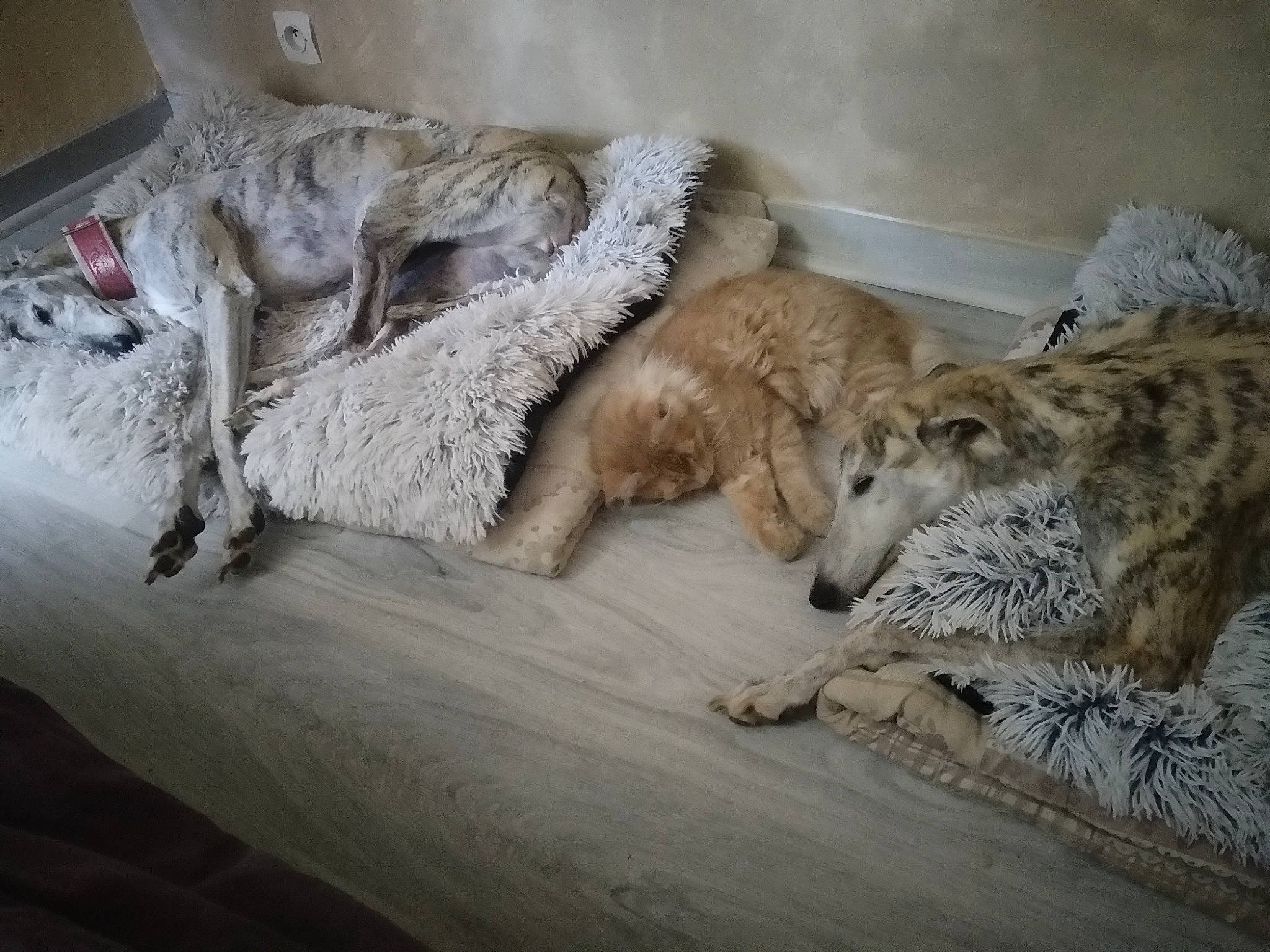 Cora a rejoint le concours — aidez-le/la à gagner de superbes lots ! big_cats, canidae, carnivore, felidae, fur, snow_leopard