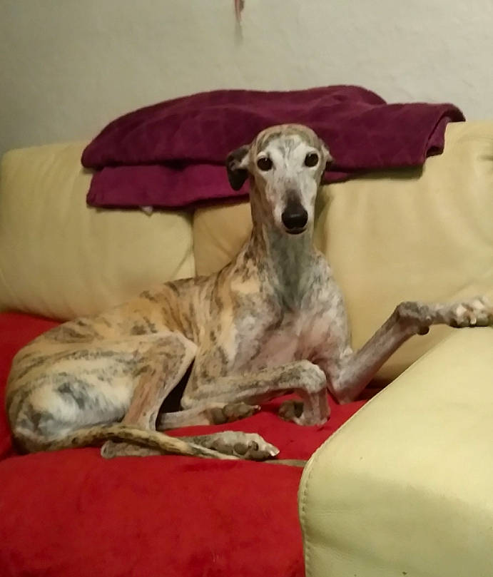 Cora a rejoint le concours — aidez-le/la à gagner de superbes lots ! azawakh, canidae, carnivore, chippiparai, dog, dog_breed, galgo_espanol, greyhound, hortaya_borzaya, italian_greyhound, lurcher, magyar_agar, mammal, mudhol_hound, polish_greyhound, rampur_greyhound, sighthound, sloughi, vertebrate, whippet