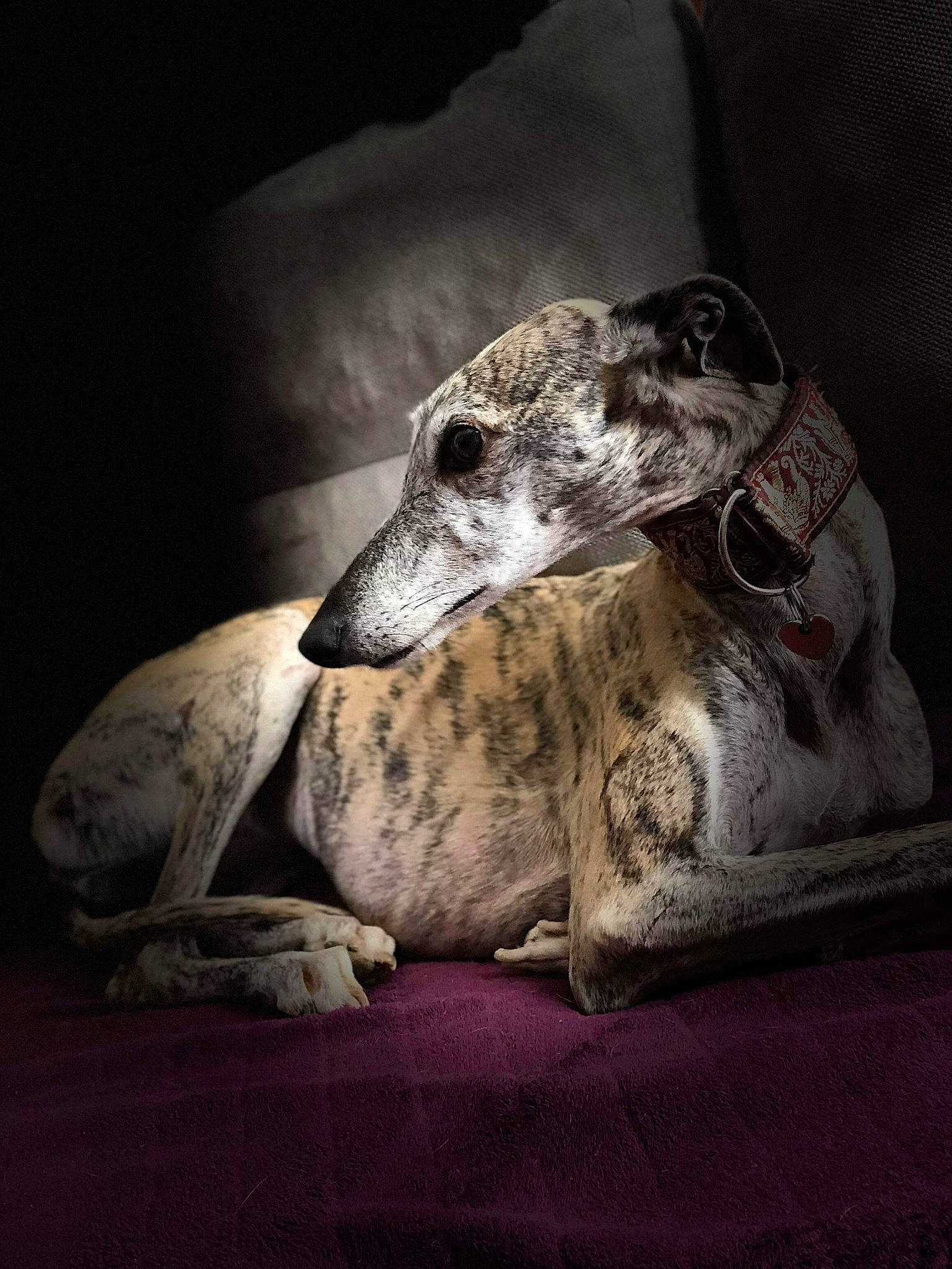 Cora a rejoint le concours — aidez-le/la à gagner de superbes lots ! canidae, canis, carnivore, dog, dog_breed, galgo_espanol, greyhound, hortaya_borzaya, italian_greyhound, lurcher, mammal, polish_greyhound, sighthound, silken_windhound, sloughi, snout, whippet