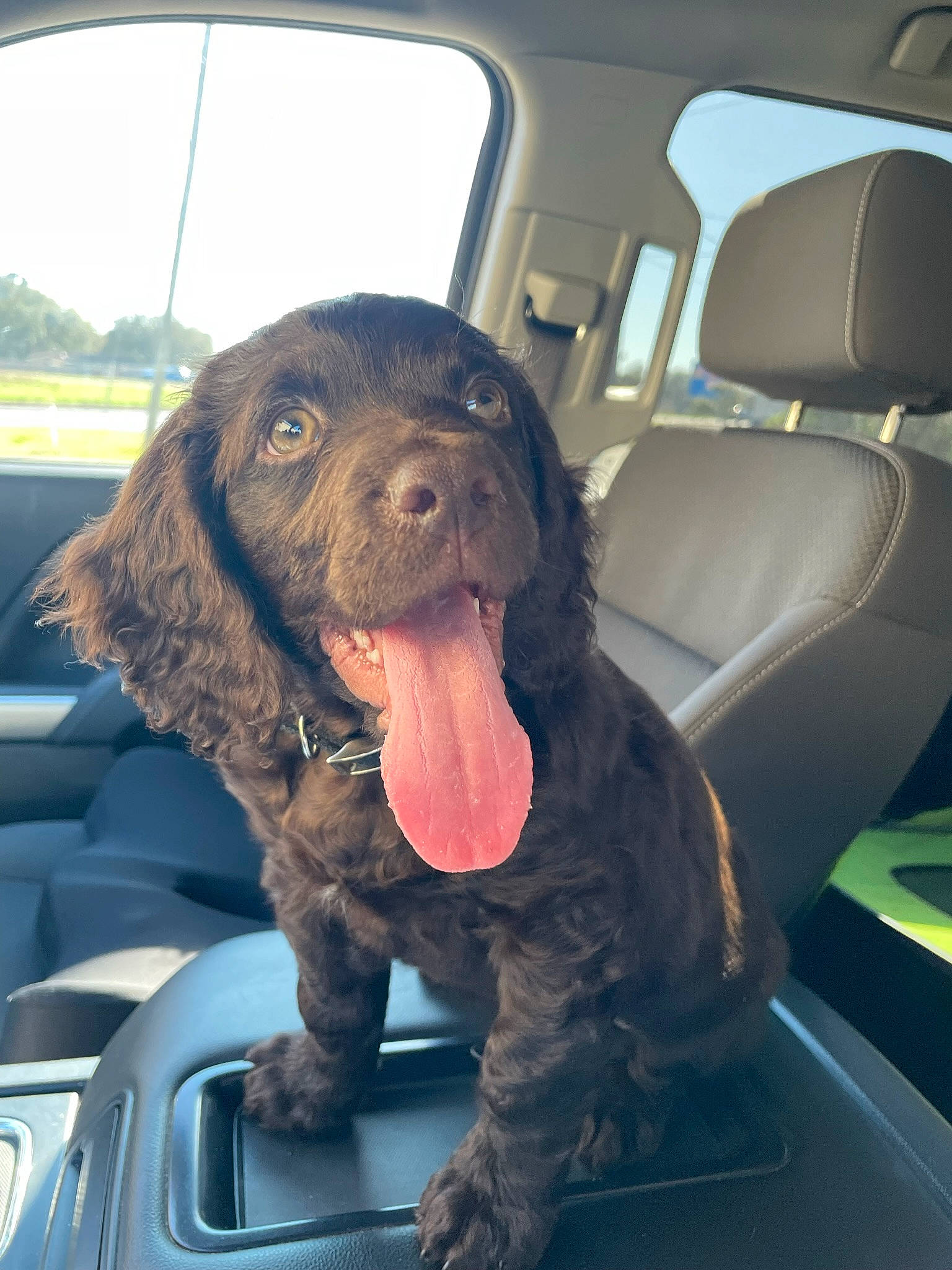 Waylon is registered to the contest to win money with this photo: auto_part, automotive_exterior, canidae, car_seat, car_seat_cover, carnivore, companion_dog, dog, dog_breed, fur, gun_dog, liver, pointing_breed, snout, spaniel, sporting_group, vehicle, vehicle_door, window, working_animal