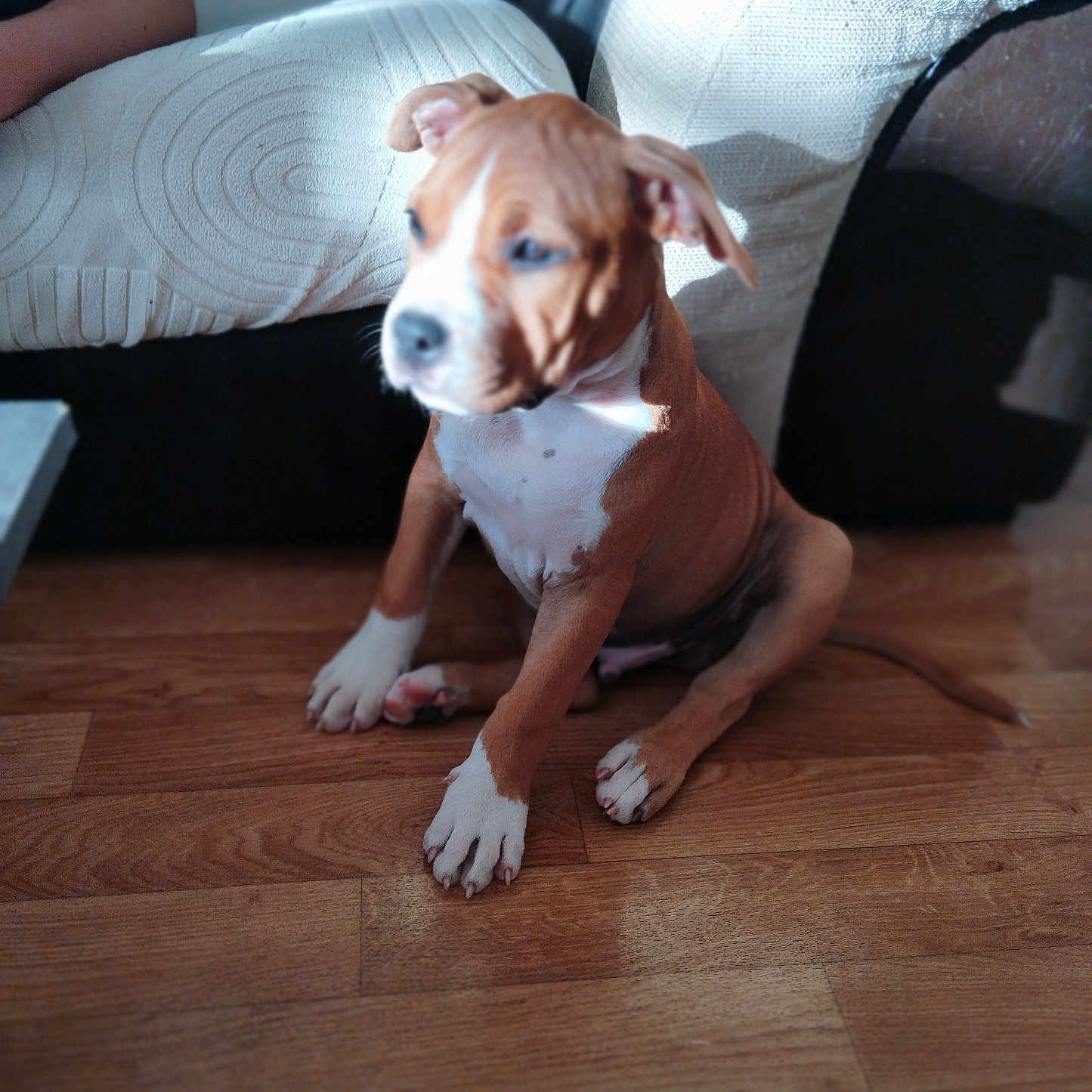 Aïko participe au concours pour gagner de l'argent avec cette photo : animal, brown, canine, couch, dog, ears, fur, home, indoor, light, paw, person, pet, puppy, relaxing, shadow, sitting, white, wooden_floor, young